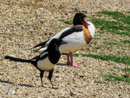 Canada Goose and Magpie - Gęś Kanadyjska i Sroka